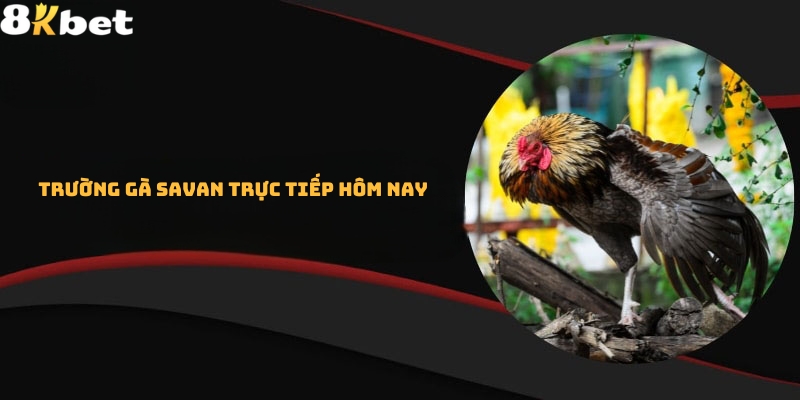 Trường gà Savan trực tiếp hôm nay