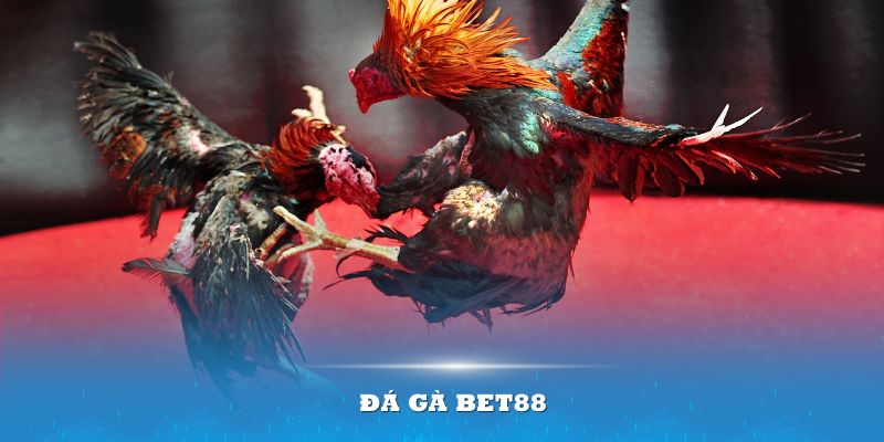 Đá gà BET88 – Sân chơi của những sư kê đẳng cấp nhất 2024